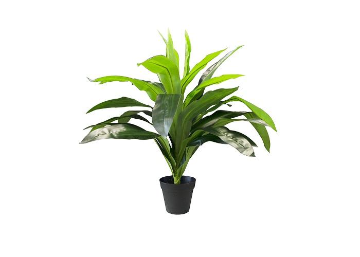 Dracaena Plant